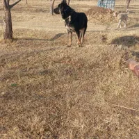 توله 9. ماه سرابی قیمت 5 ملیون