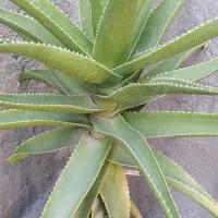 گلهای طبیعی وشاداب