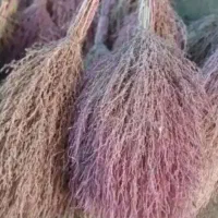 جارو محلی