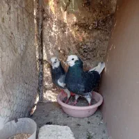 شازده . تهرانی|پرنده|اصفهان, خوراسگان|دیوار