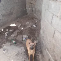 سگ مالینیوز نر