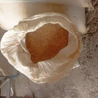گندم فروش