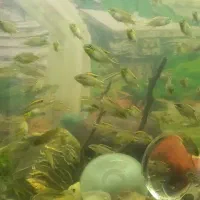 ماهی سیچیلاید کربنسیس