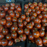 گوجه فرنگی|عمده‌فروشی|تهران, میدان میوه و تره‌بار مرکزی|دیوار