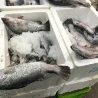 ماهی سیبس سیباس