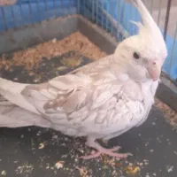 عروس هلندی|پرنده|قم, چهل درخت‎|دیوار