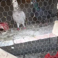 یک جفت کبوتر خوب ذات دار