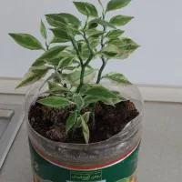 گل عطر شاه هویا سرسبز ریشه دار|گل و گیاه طبیعی|ارومیه, |دیوار