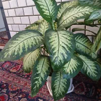 گل طبیعی دیفن