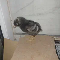 جوجه و تخم نطفه دار|حیوانات مزرعه|قزوین, |دیوار