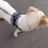 سگ نژاد اسپانیل