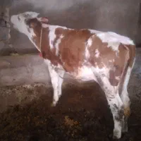 گاو وگوساله