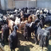 فروشی بز ابستن|حیوانات مزرعه|زرقان, |دیوار