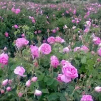 نهال گل محمدی دوساله گل‌دار (پاکتی ریشه پرس)