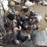 بوقلمون برنز امریکایی|حیوانات مزرعه|سیوان, |دیوار