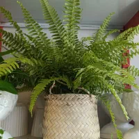 گل و گیاه|گل و گیاه طبیعی|ساوه, |دیوار