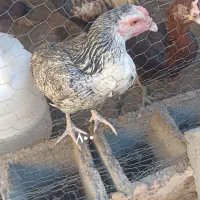 مرغ خروس نصل دار برای مال داری|پرنده|بمپور, |دیوار