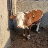 ۱راس گوساله ماده سمین عروسک