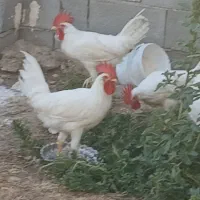 خروس