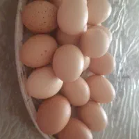 تخم مرغ ارگانیک خانگی