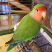 طوطی برزیلی سالم و سلامت