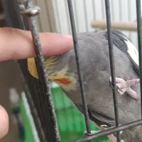 عروس هلندی کوتوله برژیلی|پرنده|ساری, |دیوار