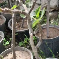 نهال انجیر(گلابی)زرد و سیاه درشت اصلاح شده