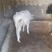 گاو ماده|حیوانات مزرعه|اهر, |دیوار