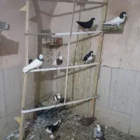 کبوتر|پرنده|طاغنکوه, |دیوار