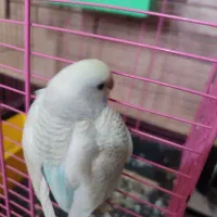 مرغ عشق