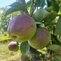 خریدوفروش  میوه روی درخت|خدمات باغبانی و درختکاری|خمینی‌شهر, |دیوار
