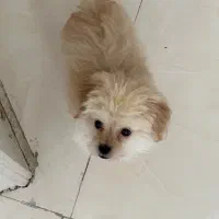 توله مالتیپو