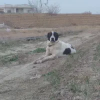 توله آلابای ۹ ماهه