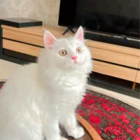 گربه پرشین|گربه|بندرعباس, |دیوار