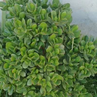 گل  کراسولا پربرگ و سرحال