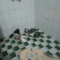 کبوتر پرشی|پرنده|قم, نیروگاه|دیوار