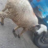 بره.فروشی