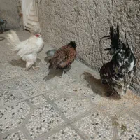 مرغ خروس سلطان|حیوانات مزرعه|شیراز, نصرآباد|دیوار