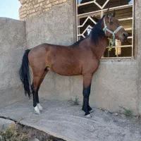 اسب|اسب و تجهیزات اسب‌سواری|قزوین, |دیوار