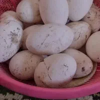 تخم غاز تازه ونطفه دار