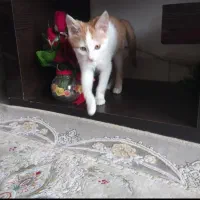 گربه خونگی بازیگوش