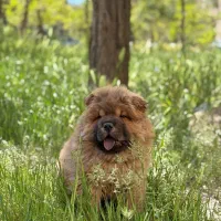 فروش سگ چائو چائو