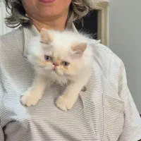 گربه ی پرشین