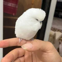 مرغ عشق انگلیسی|پرنده|محمودآباد, |دیوار