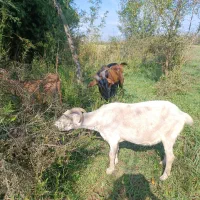 ماده بز و نر بز آلپاین|حیوانات مزرعه|لاهیجان, بازکیاگوراب|دیوار