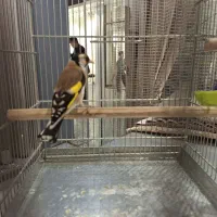 سهره نر فوق شرور مسابقه ایی جوجه امسال|پرنده|تهران, هرندی|دیوار