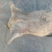 هیزه فروشی|صنایع دستی و سایر لوازم تزئینی|پلدختر, |دیوار