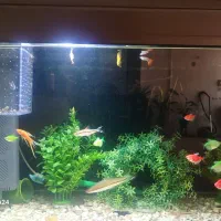 ماهی گیاه‌خوار.ردلاین مولی گوپی کالر گلس کریدوراس