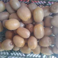 فروش کیوی رشت