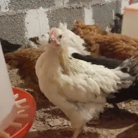 خروس جوان ۳ماهه|حیوانات مزرعه|طاهرگوراب, |دیوار